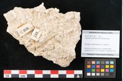 Foto (Objekt + Etikett) von Cyperites scheibbsensis Ettingshausen (NHMW-GEO-2024-0188-11360)